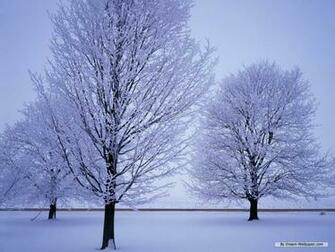Wallpaper Nature Winter Wonderland