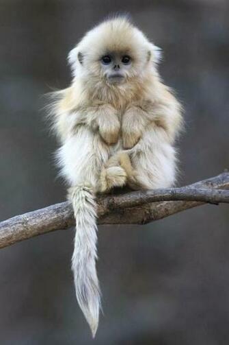 Cute Monkey The Art Mad Wallpaper