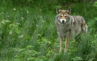 Wallpaper Wolf Grass Look Dog
