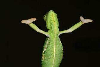 Veiled Chameleon Wallpaper