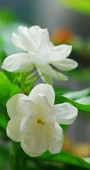Jasmine Elegant Flower Wallpaper Super