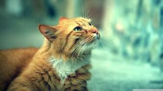 Retro Cat Wallpaper