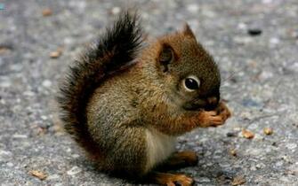 Wallpaper HD Cute Baby Pictures With Animals Glitter