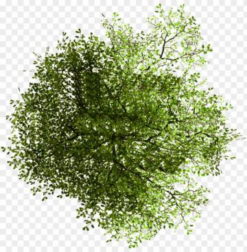 Site Architecture Transprent Tree Plan Png Photosho