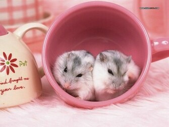 Cute Hamster Cup Desktop Background Photo Wallpaper
