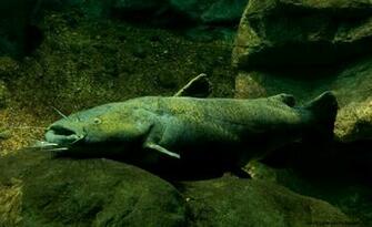 Flathead Catfish Wallpaper Amazing