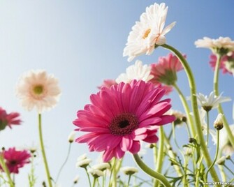 Cool Wallpaper Flowers Pack