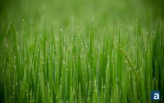 Wallpaper Wednesday Rice Field Vietnam Adventure Journal