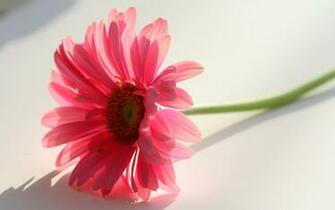 Pics Photos White And Pink Wallpaper