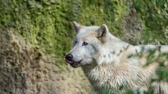 Wallpaper Wolf Dog Look Laptop HD