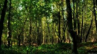 Trees Wallpaper Forest Full HD