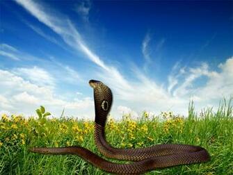 Display King Cobra Wallpaper