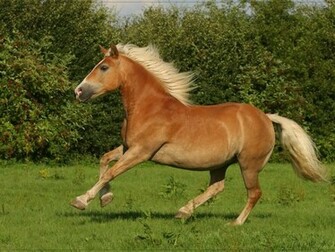 Beautiful Horse Wallpaper