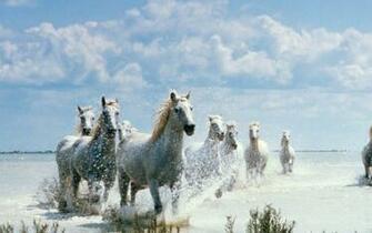 Related Pictures Horses Black Horse