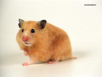 Funny Hamster Wallpaper Me
