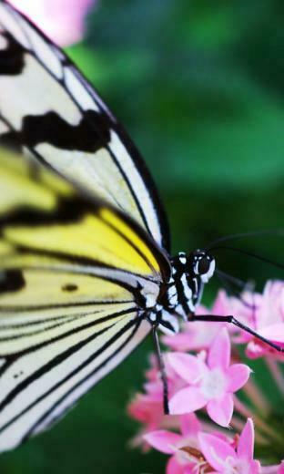 Yun Mobile Desktop Wallpaper No Big Butterfly Its To