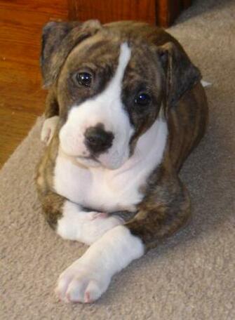 Pitbull Dogs Big Pit Bull Terrier HD Wallpaper Car Pictures