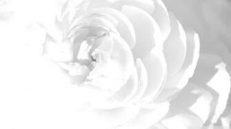 White Peony Wallpaper