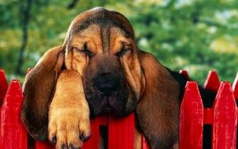 Bloodhound Puppy Wallpaper Animal