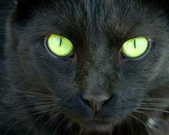 Black Cats With Different Colored Eyes Image