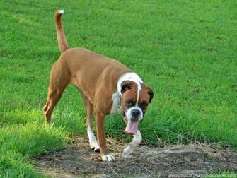 Cute Boxer Boxers Wallpaper