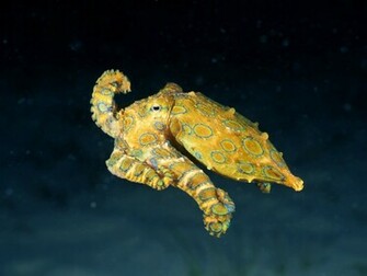 Best Wallpaper Octopus