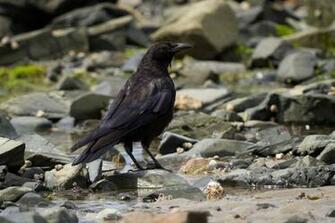 HD Wallpaper Pics Crow