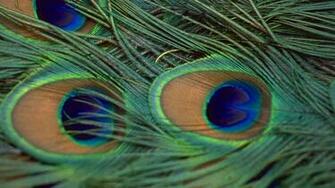 Peacock Feather Wallpaper HD Pictures