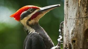 Woodpecker Wallpaper Image Group