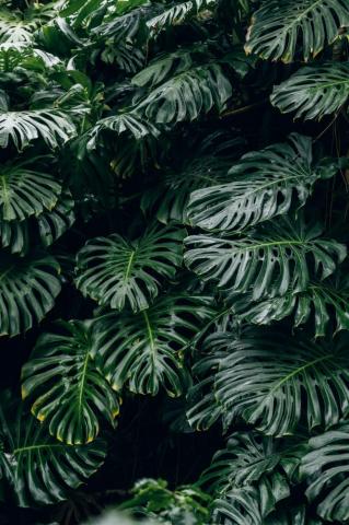 Monstera Leaf Pictures HD Image