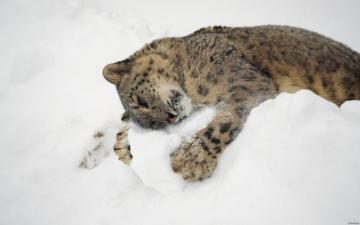 Wallpaper Snow Winter Wildlife Image