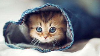 Aesthetic Cat Pictures Wallpaper