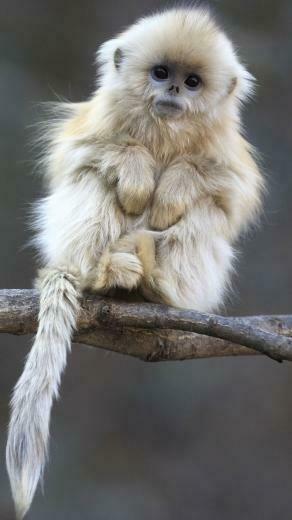 Monkey HD Wallpaper