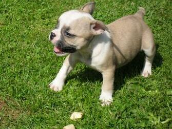 New French Bulldog Wallpaper For Desktop