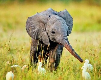 Baby Elephant