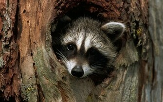 Beautiful Raccoon Wallpaper Full HD Pictures