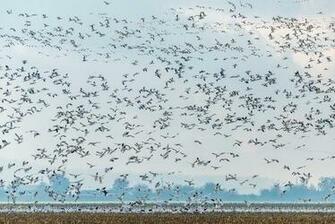 Snow Geese Wallpaper