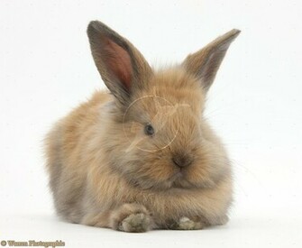 Cute Baby Bunnies HD Wallpaper In Animals Imageci