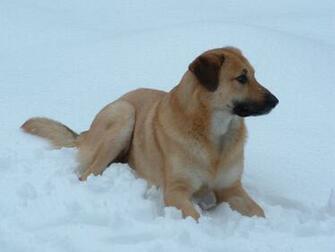 The Snow Photo And Wallpaper Beautiful Chinook In Pictures