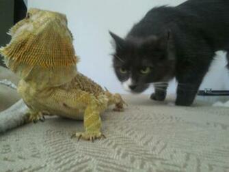 Funny Lizards Wallpaper Animals Cats HD Desktop