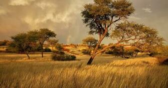Savannah Wallpaper Top Background