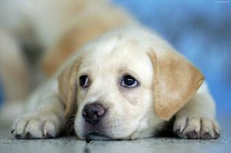 Labrador Puppy Wallpaper Image Photography Royalty