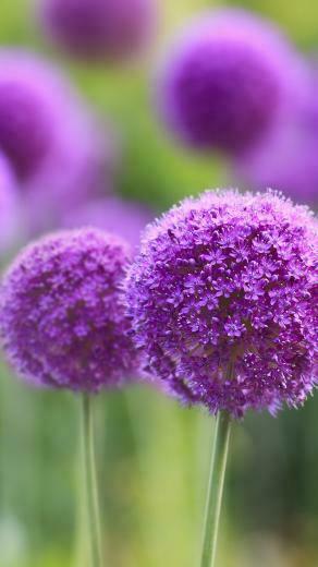 Wallpaper Full HD For Mobile With Purple Blossoms