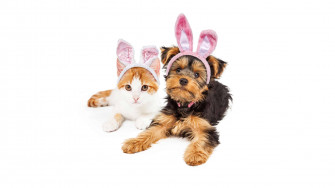 Dog And Cat With Easter Bunny Ears UHD 4k Wallpaper