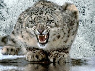 The Cat Leopard HD Wallpaper Snow Pics Photos Of Hunting