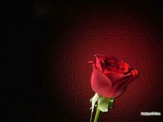 Google Wallpaper Flowers HD