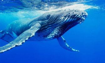 Whale Whales Fish Underwater Ocean Sea Sealife Wallpaper HD