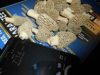 Morel Mushrooms And Mushroom Wallpaper Box