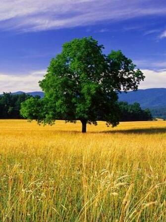 Nature Wallpaper HD For iPad Jpg