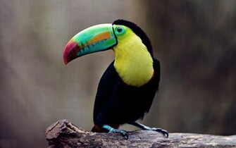 Toucan Bird HD Wallpaper High Quality Background